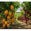 Cacao Kaban Granos 100% Calidad Premium 1 Kilo