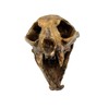 Aztec Death Whistle - Apex Predator