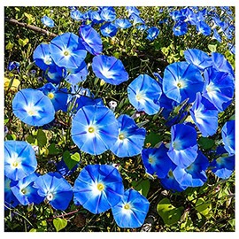 1000 Heavenly Blue Morning Blooming Vine Seeds – Morning Glory Seeds for Planting Outdoors – Attracts Butterflies & Hummingbirds – Heirloom Blue Morning Glory Live Plant by Marde Ross & Company