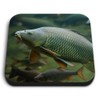 1 x Square MDF Fridge Magnet - Wild Common Carp
