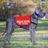 Reactive No Dogs Dog Jacket Vest Reactive Dog Give Me