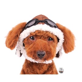 Charmed Aviator Pilot Hat with Goggles for Dogs in Sizes XS Thru XL (X-Large, Brown)