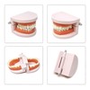 Honbay 1PCS Plastic Standard Teeth Model Adult Mouth Dental Demonstration