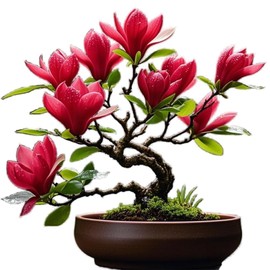 Red Jane Magnolia Live Plant Shrub Bush Tree Seedling Flowering Brighter Blooms - 18 inch Tall for Yards and Home Garden Decoration