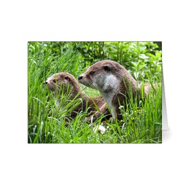 24 British Wildlife Greeting Cards - Eco Friendly Blank Greeting Cards with Envelopes