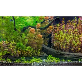 Underwater Aquarium Backdrop Grass Leaves with Pebbles Exquisite Aquarium Background Vivid Green Aquatic Plant Stone River Bed Fish Dead Wood Fresh Leaves Tank Background Decors Vinyl 48x18in