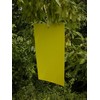10 Pack 6"x 12" Yellow Sticky Traps for White Flies,