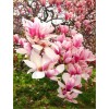 White 5 Light Pink White Magnolia Seeds LILY FLOWER TREE