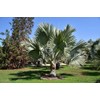 Silver Bismarckia Palm Tree - 5 Seeds - Stunning Tropical