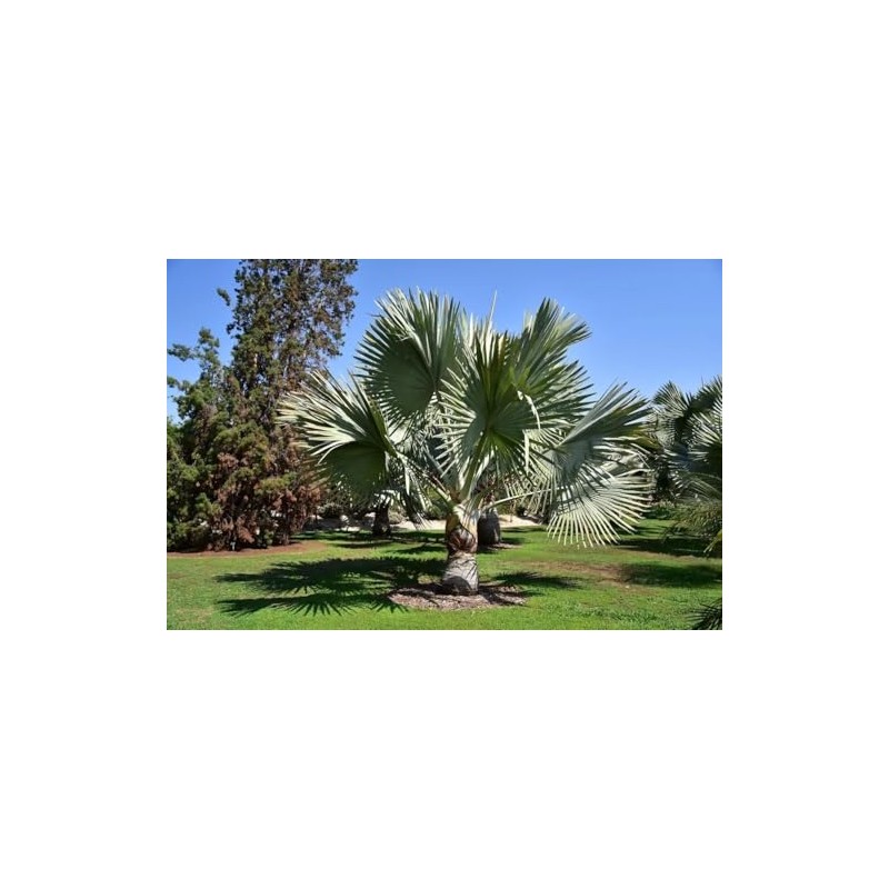 Silver Bismarckia Palm Tree - 5 Seeds - Stunning Tropical