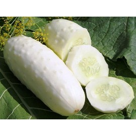 22Day Seeds: Seeds Cucumber White Angel F1 Open-Pollinated/Indoor / 50 Days/Non GMO/Hybrid
