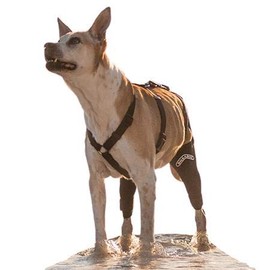 Walkabout Double Knee Brace and Chest Harness (XS Brace S Chest Harness)