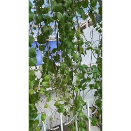 Btz® Spray Térmico Protector Calor Beyond The Zone 250ml