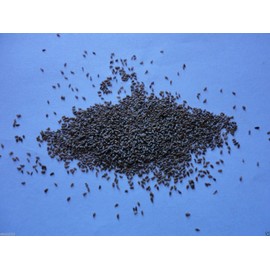 Wormwood seeds - Artemisia absinthium - Perennial(500 Seeds)