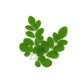 25 Seeds of The Tree of Life - The Moringa Tree - Superfood, Easy to Grow, Fast Growing Tree with Edible Leaves, Stems, Seeds - Marde Ross & Company…