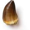 SCIENCE Dinosaur Fossil "Mosasaurus Tooth Fossil Approx. 0.8 inches (20