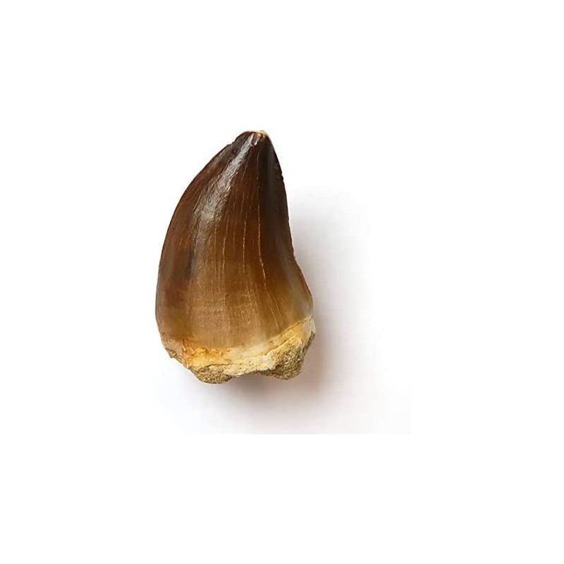 SCIENCE Dinosaur Fossil "Mosasaurus Tooth Fossil Approx. 0.8 inches (20