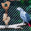PLUSHCEWT Budgie Toys,Parrot Toys,Bird Toys,Foraging Toys in Natural Safer Material,Parrots