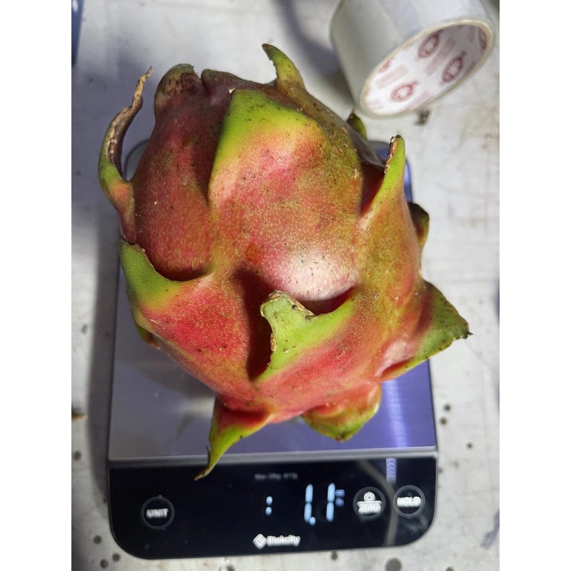 ORGANICO Mature “Purple Haze” Dragon Fruit Cuttings