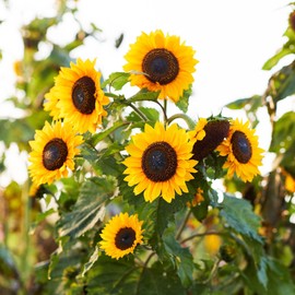 Sunflower Seeds - Domino - 1 Ounce - Yellow Flower Seeds, Attracts Bees, Attracts Butterflies, Attracts Pollinators, Easy to Grow & Maintain, Edible, Cut Flower Garden