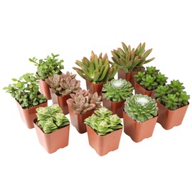 Altman Plants Deluxe Live Succulents (12 Pack), 6 Unique Varieties in Sets of 2, Assorted Colors & Shapes, Easy Plant Care, 2 in Pots