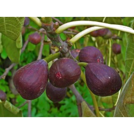 Mai's Family Fig Tree Seeds - Ficus carica Sweet Fruit Shrub, US Seller Mai's Family - 50