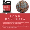 BioSun Purple Non-Sulfur Bacteria for Ponds and Lakes – Fish,