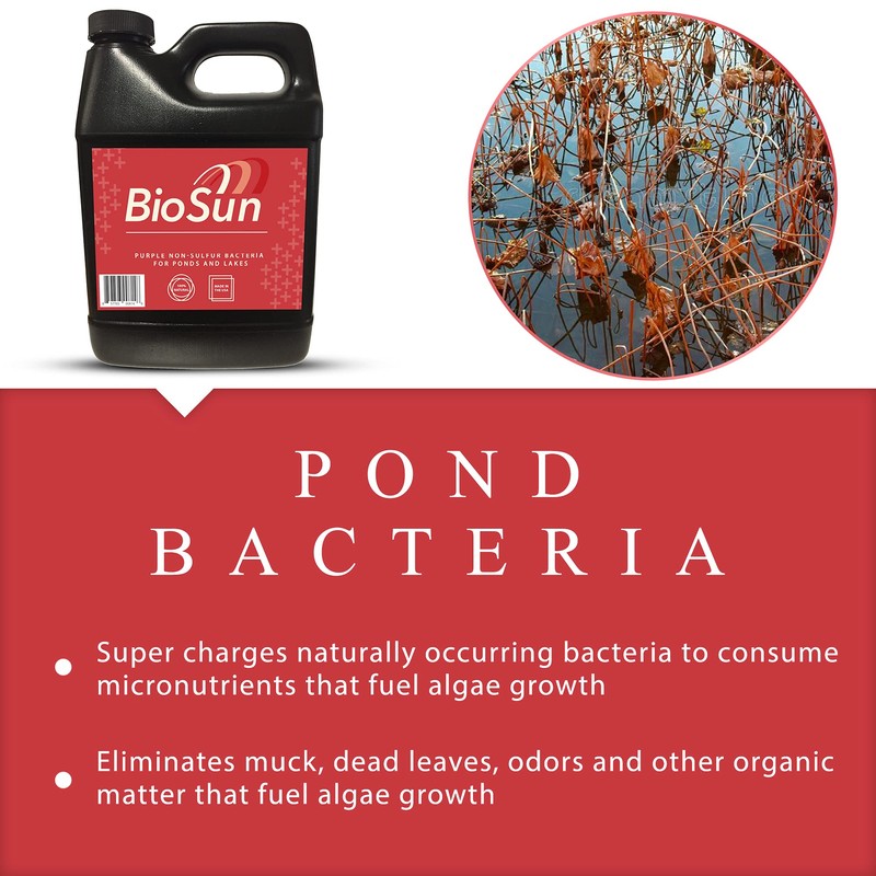 BioSun Purple Non-Sulfur Bacteria for Ponds and Lakes – Fish,