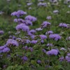 Ageratum Seeds - Dondo Blue - Packet - Blue Flower