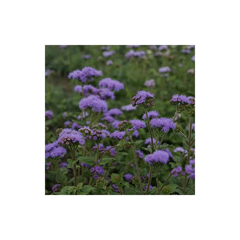 Ageratum Seeds - Dondo Blue - Packet - Blue Flower