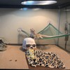 Bearded Dragon Bed with Pillow Blanket, Bearded Dragon Tank Accessories