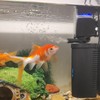 Aquarium U-V Filter 158GPH for 10-45 Gallon Small Betta Fish