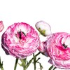 Ranunculus Bulbs - Picotee Pink - Beautiful Pink and White