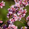 Red Haven Peach Tree, Freestone Pit, Heavy-Bearing, Cold Hardy, 1