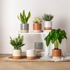 Chubacoo Self Watering Plant Pot: 6 Inch Ceramic Planter with