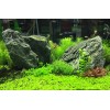 Suplemento Seachem Flourish Advance Growth Para Plantas Acuá