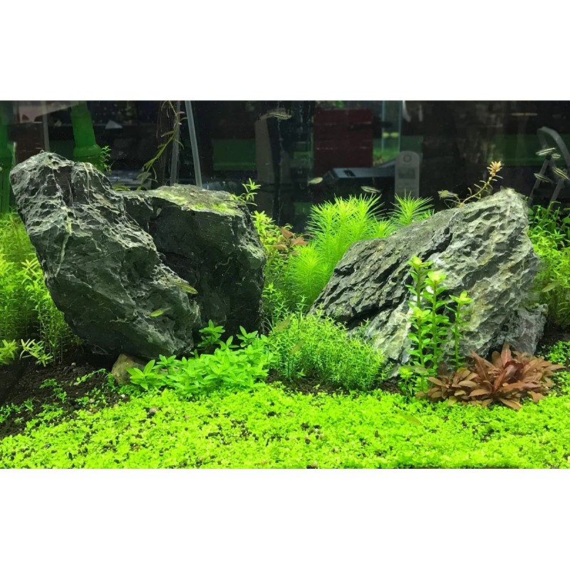 Suplemento Seachem Flourish Advance Growth Para Plantas Acuá