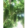 Fresh Bitter Melon 10 Seeds Package Fresh Harvested U.S. Seller