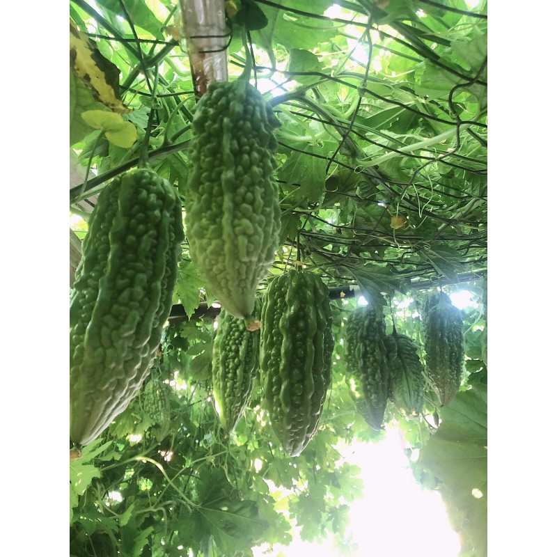 Fresh Bitter Melon 10 Seeds Package Fresh Harvested U.S. Seller