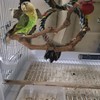 kathson Natural Parrot Perch Bird Stand Pole Wild Grape Stick