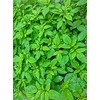 Natural Potash 0-0-60 5 Pounds Non Coated by Garden Naturals