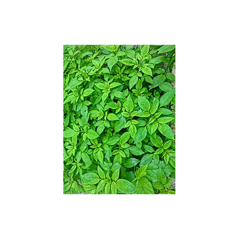 Natural Potash 0-0-60 5 Pounds Non Coated by Garden Naturals