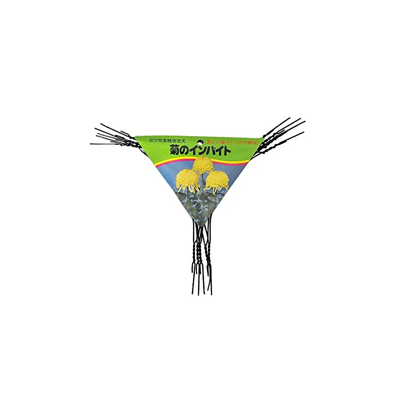 Yasushi Watanabe Chrysanthemum Index No. 9, Pack of 5