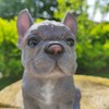 Vivid Arts - Pet Pals Blue French Bulldog Home or