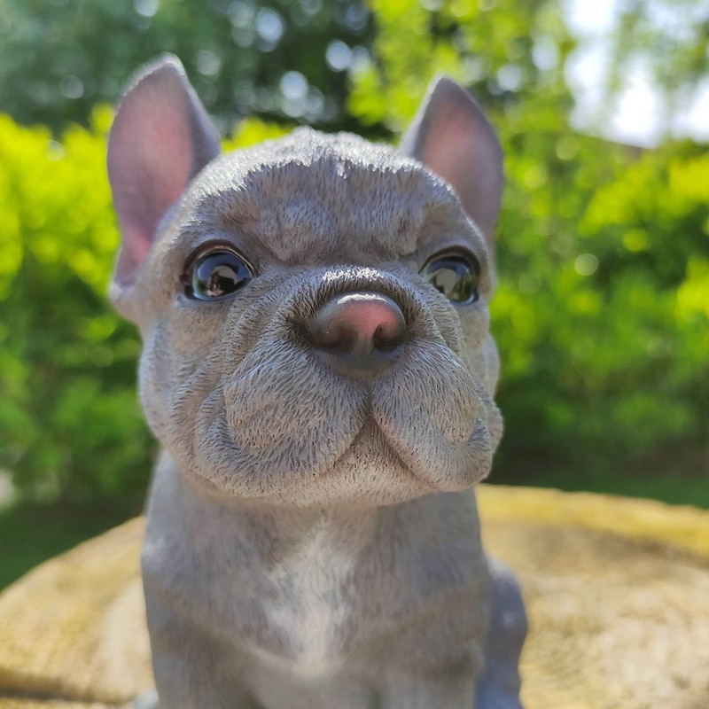 Vivid Arts - Pet Pals Blue French Bulldog Home or