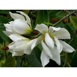 Buy Rare Seeds Magnolia doltsopa | Sweet Michelia | 5_Seeds