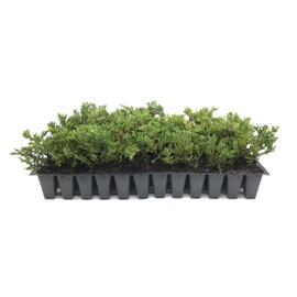 Prince of Wales Juniper - 30 Live Plants - Drought Tolerant Cold Hardy Evergreen Ground Cover