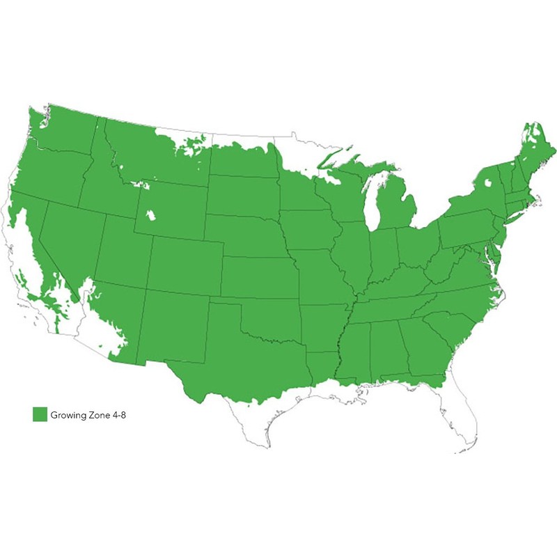 RED Delicious Apple Tree - Size: 3-4 ft, Live Plant,