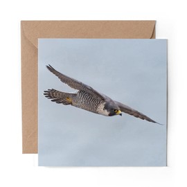 1 x Greeting Card Peregrine Falcon New Jersey - Blank Birthday Celebration Anniversary #3564