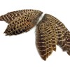 1 Pair - Natural Ringneck Pheasant Hen Whole Wing Feather